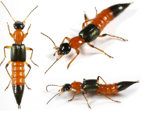 Hình 5: Kiến ba khoang tiêu diệt sâu bọ