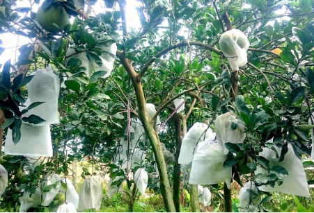 Hình 6: Phương pháp bao trái để bảo vệ quả bưởi