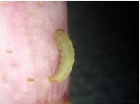 Hình 1 Sâu đục vỏ trái