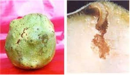 Hình 3 Quả có những u sần do bị sâu tấn công