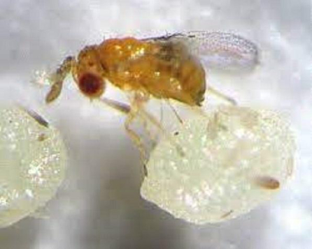 Hình 4 Ong mắt đỏ