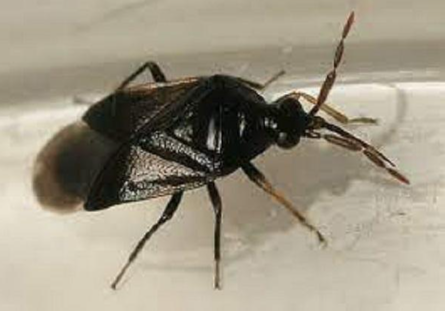 Hình 5 Bọ xít săn mồi