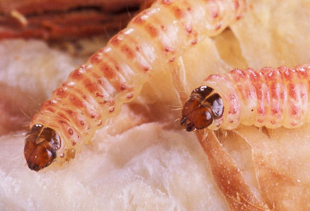 Hình 1 Sâu hồng hại cây bông vải