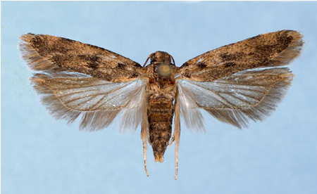 Hình 2 Thành trùng của sâu hồng là một loại bướm đêm nhỏ