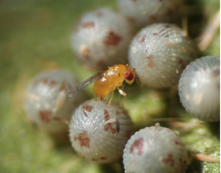 Hình 4 Ong mắt đỏ ký sinh lên trứng