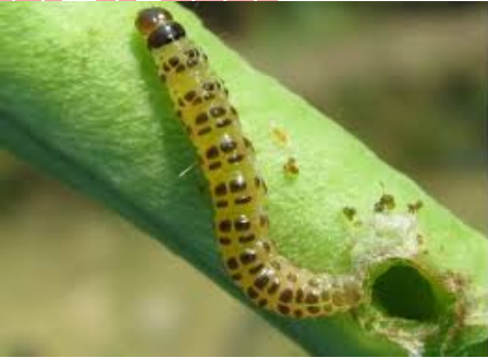 Hình 1: Sâu đục trái trái đậu xanh 