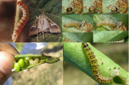 Hình 2: Vòng đời sâu nhíu đục đục trái 