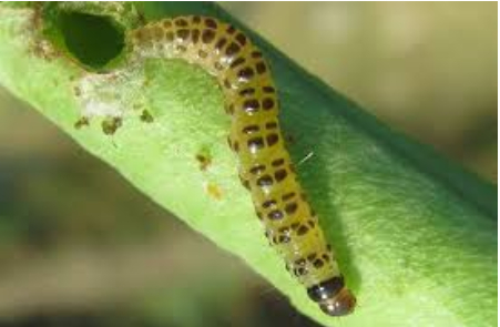 Hình 3: Triệu chứng sâu đục trái đậu 