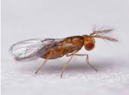 Hình 4: Ong ký sinh họ Trichogrammatidae