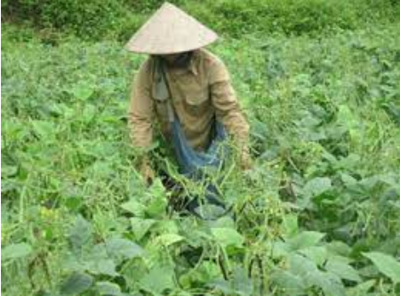Hình 5: Biện pháp canh tác đậu xanh đạt hiệu quả 