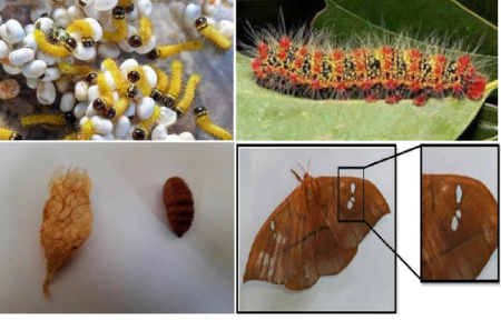 Hình 2: Vòng đời của sâu róm đỏ gồm trứng, sâu, kén và nhộng, bướm trưởng thành