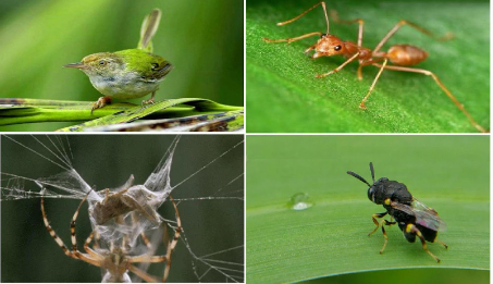 Hình 4: Chim sâu, kiến vàng, nhện, ruồi chalcid là thiên địch của sâu róm đỏ 