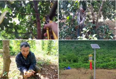 Hình 5: Cắt tỉa cành, thăm vườn thường xuyên, gom kén sâu, sử dụng bẫy đèn