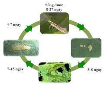 Hình 2: Vòng đời của sâu tơ