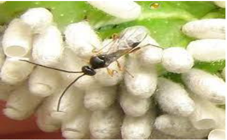 Hình 4: Ong kén nhỏ loài Cotesia sp.