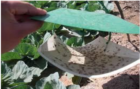 Hình 5: Sử dụng bẫy pheromone