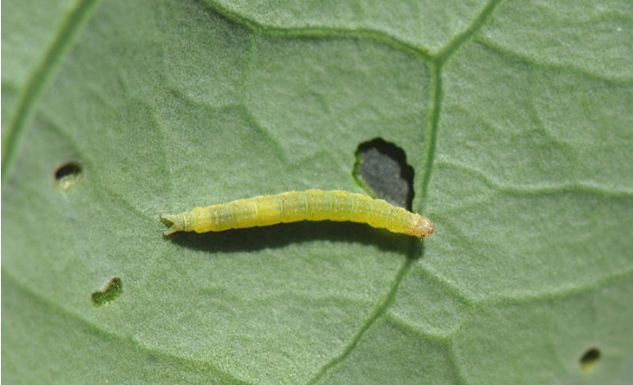 Ảnh 1: Sâu xanh ăn lá dưa chuột