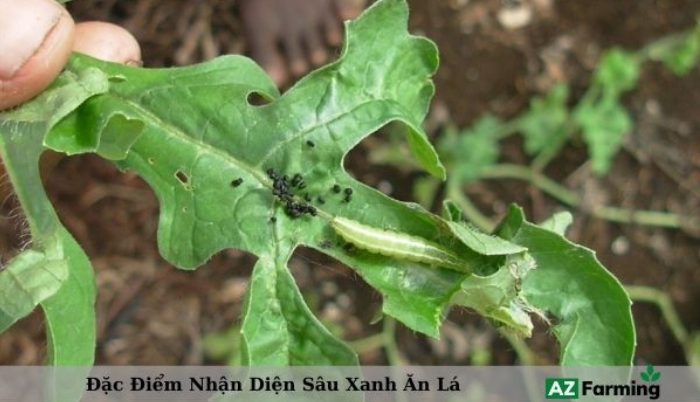 Ảnh 2: Sâu xanh non