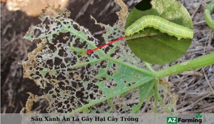 Ảnh 3: Lá bị sâu cắn phá xơ xác lá còn lại gân lá