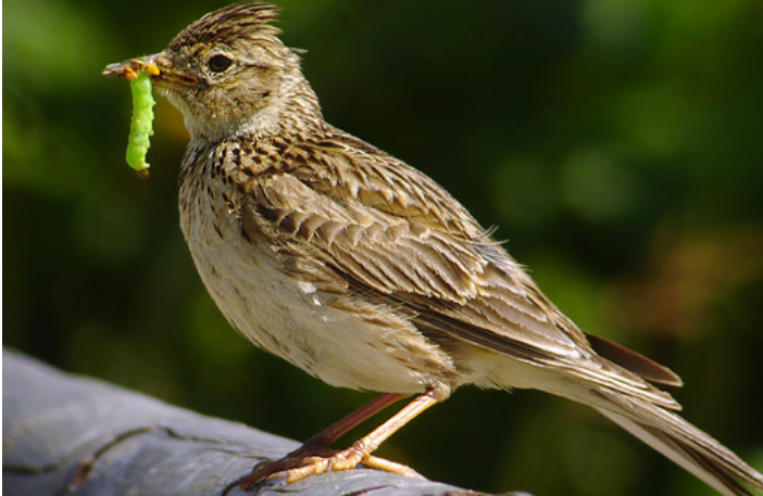 Ảnh 4: Chim bắt sâu