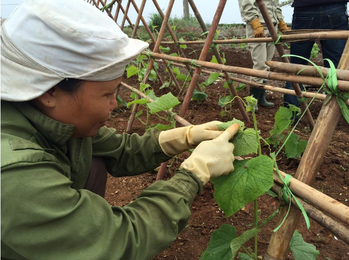 Ảnh 5: Thăm ruộng kiểm dịch
