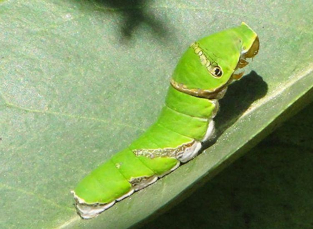 Hình 1: Sâu xanh da láng gây hại đậu tương