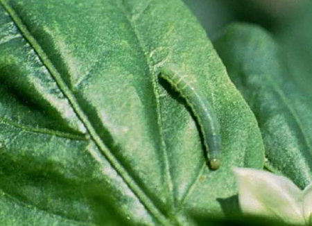 Hình 2: Giai đoạn phát triển của sâu xanh da láng