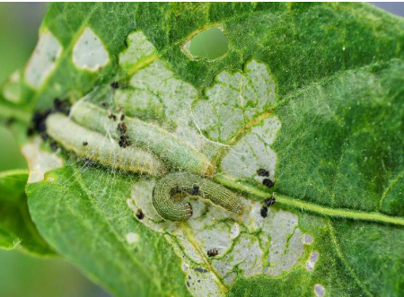 Hình 3: Sâu xanh da láng ăn phần thịt lá đậu tương