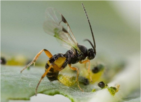 Hình 4: Thiên địch của sâu xanh da láng