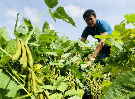 Hình 5: chăm sóc vườn đậu tương để phòng ngừa sâu xanh da láng