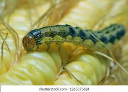 Hình 2: Giai đoạn sâu trưởng thành 