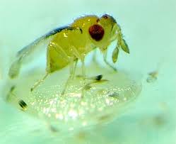 Hình 4: Ong mắt đỏ 