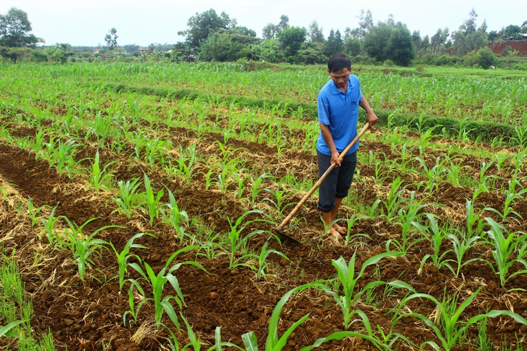 Hình 5: Chăm sóc ngô ở thời kỳ cây con 