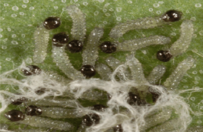 Hình 3. Ấu trùng tuổi 1