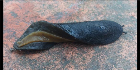 hình 1 Con sên trần