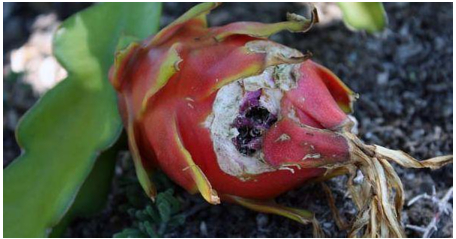 Hình 4 Quả thanh long bị sên trần đục