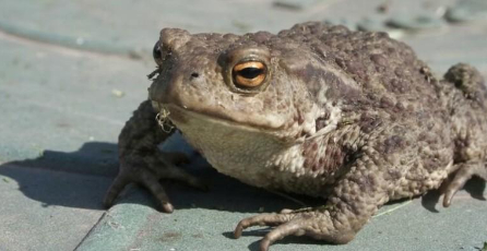 hình 5 Cóc cũng là một trong những loài tiêu diệt sên trần hiệu quả