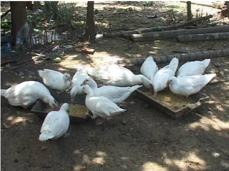 Hình 6 Thả vịt trong vườn để diệt sên