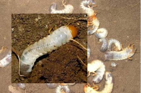 Ảnh 1: Sùng hại rễ 