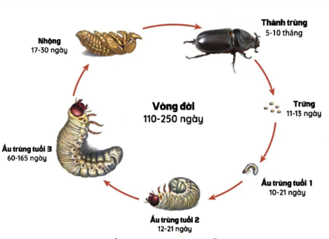 Ảnh 2: Vòng đời sùng hại rễ