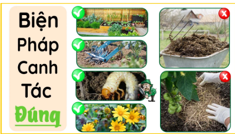 Ảnh 5: Canh tác hợp lý