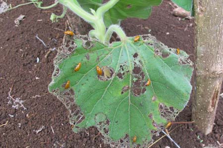 Hình 3. Bọ rầy ăn xơ xác lá