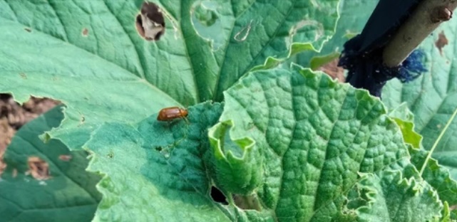 Hình 2. Bọ rầy dưa hại lá cây