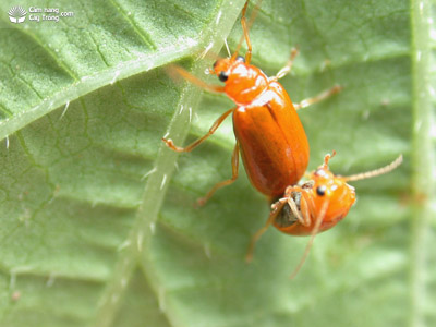 Hình 1. Bọ dưa hại dưa leo