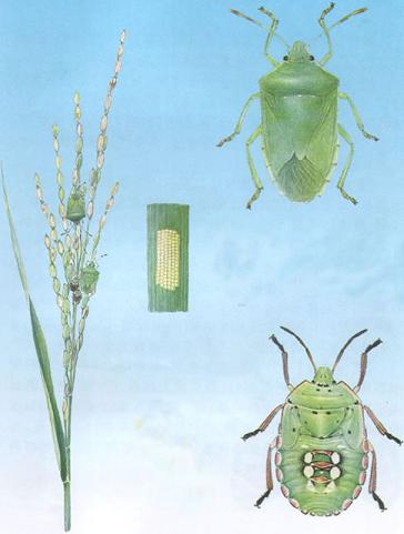 Bọ xít xanh hại lúa