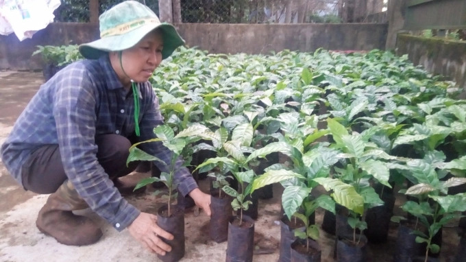 Chọn giống cà phê