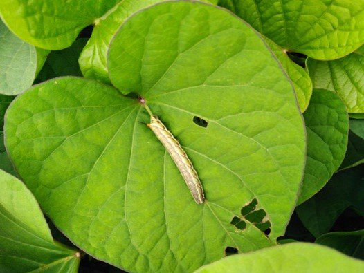 Hình 3: Dấu hiệu sâu sa hại khoai lang