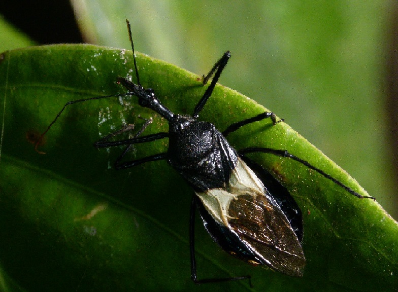 Hình 4. Một loài bọ Sycanus là côn trùng thiên địch của sâu sa