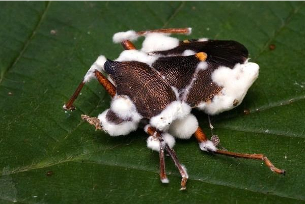 Nấm Beauveria bassiana ký sinh trên bọ xít