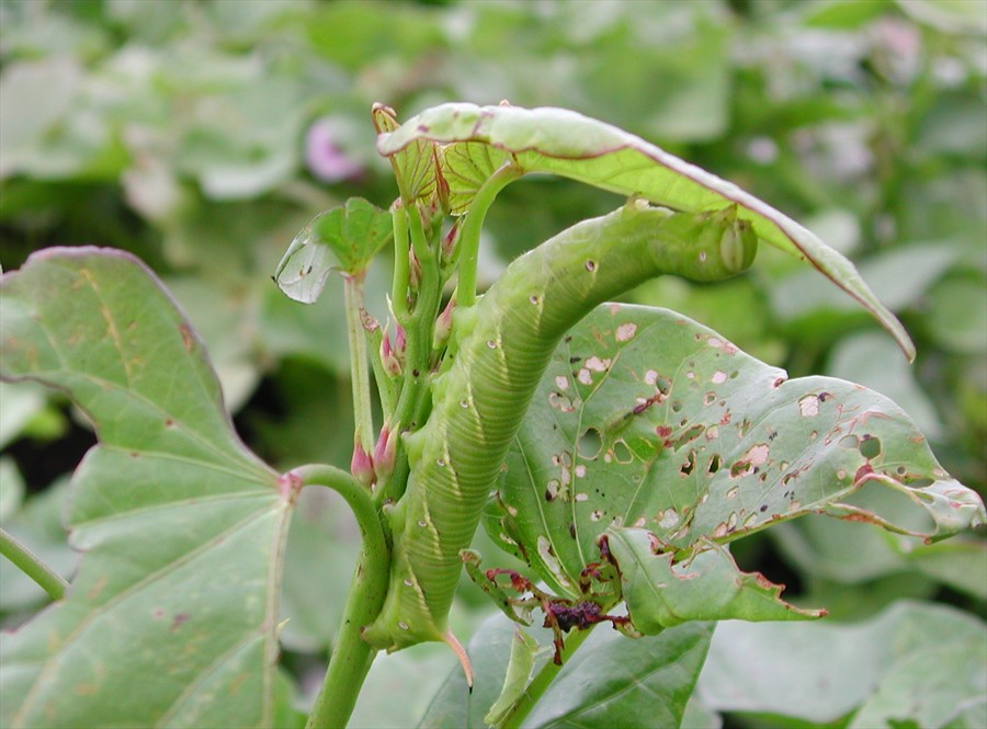 Hình 1. Sâu sa hại khoai lang